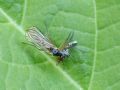 Brachystoma vesciculosum